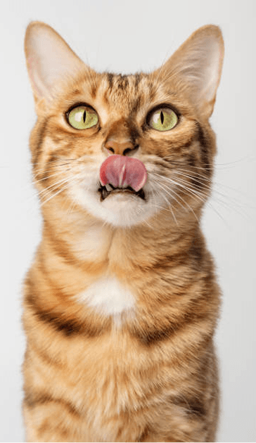 Cat Profile Capture